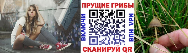 магазин продажи   Красный Холм  Псилоцибиновые грибы GOLDEN TEACHER 